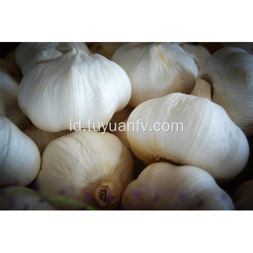 2018 harga bawang putih bawang putih murni baru